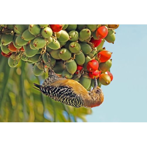 Red-Crowned Woodpecker Poster Red-Crowned Woodpecker Poster