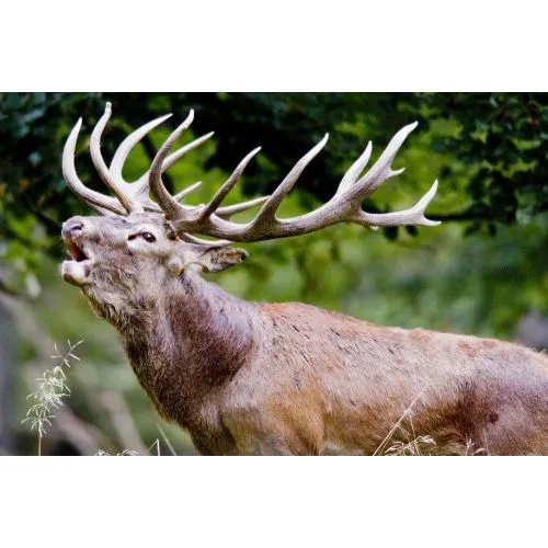 Red Deer Poster The Red Deer Poster showcases the majestic beauty of the red deer, a symbol of strength and grace in the animal