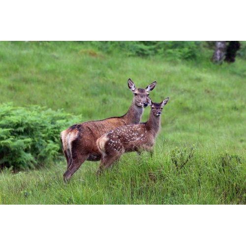 Red Deer Poster