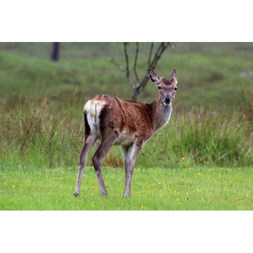 Red Deer Poster