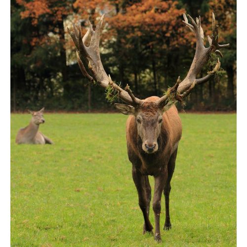 Red Deer Poster