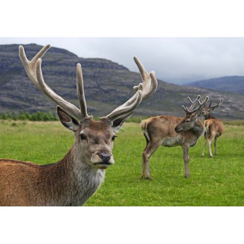 Red Deer Stag Poster