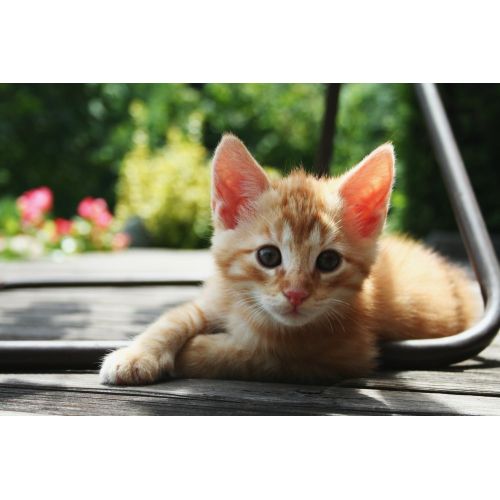 Red Kitten Poster Red Kitten Poster