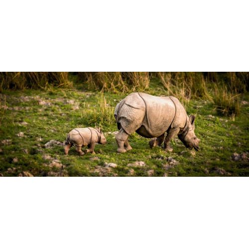 Rhino Poster Rhino Poster