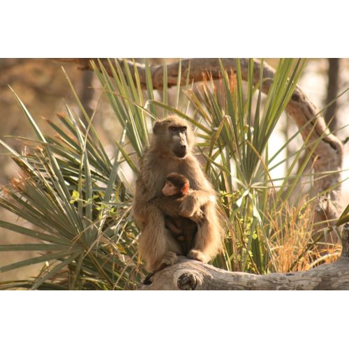 Baboon And Baby Poster