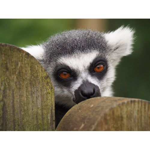 Ring-Tailed Lemur Poster The Ring-Tailed Lemur Poster showcases the iconic black and white striped tail of this unique primate.