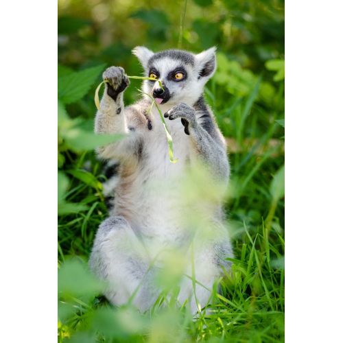 Ring-Tailed Lemur Poster The Ring-Tailed Lemur Poster features a high-resolution image of the distinctive primate known for its