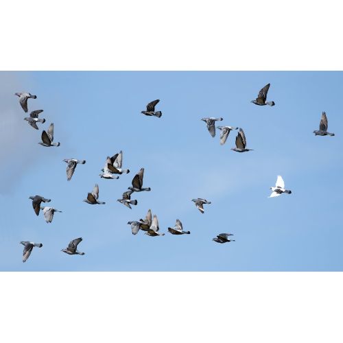 Rock Pigeon Poster Rock Pigeon Poster