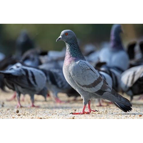 Rock Pigeon Poster Rock Pigeon Poster