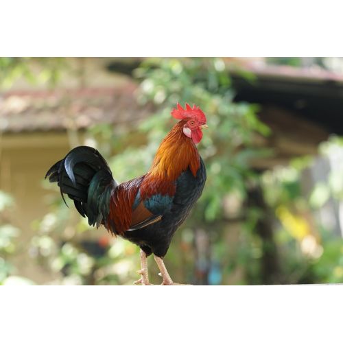 Rooster Poster