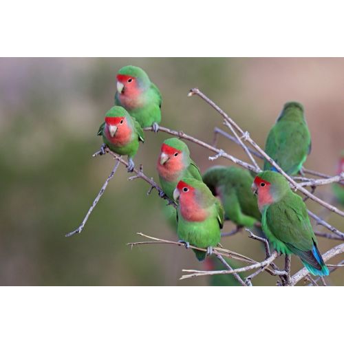 Rosy-Faced Lovebird Poster Rosy-Faced Lovebird Poster