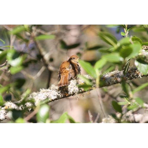 Ruddy - Capped Nightingale - Thrush Poster Ruddy - Capped Nightingale - Thrush Poster