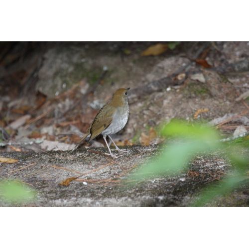 Russet Nightingale - Thrush Poster Russet Nightingale - Thrush Poster