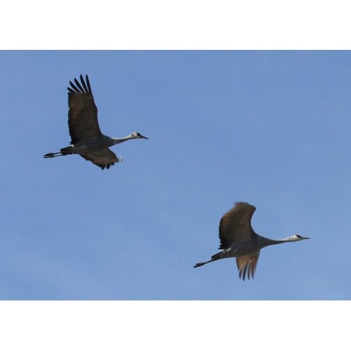 Sandhill Cranes Poster Sandhill Cranes Poster