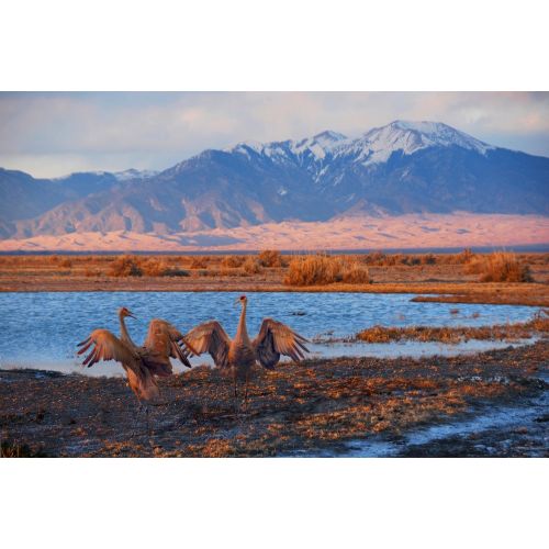 Sandhill Cranes Dancing Poster Sandhill Cranes Dancing Poster