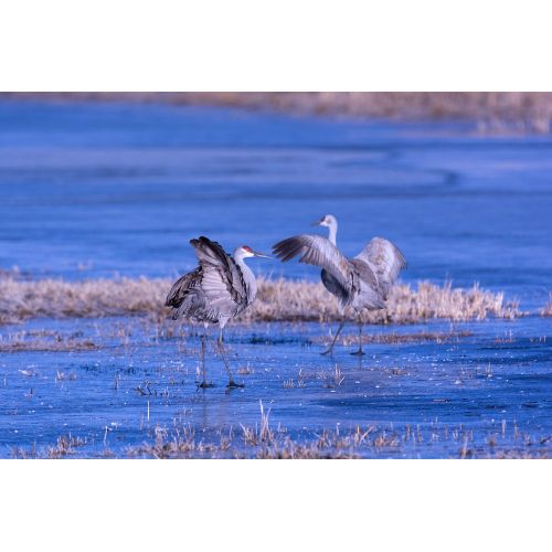 Sandhill Cranes Dancing Poster Sandhill Cranes Dancing Poster