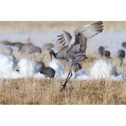 Sandhill Crane Poster Sandhill Crane Poster