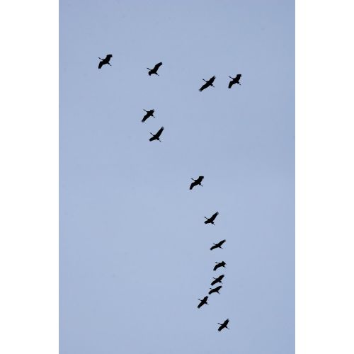 Sandhill Crane Flock Poster Sandhill Crane Flock Poster
