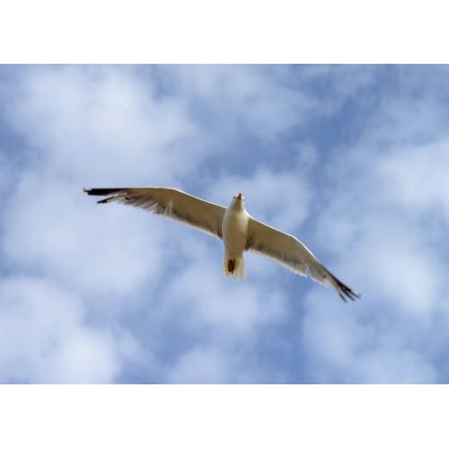 Seagull Poster