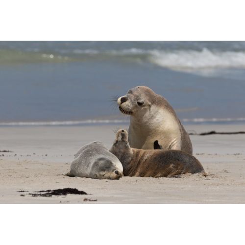 Sea Lions Poster Sea Lions Poster