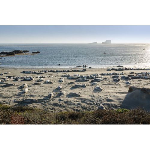 Seals Poster
