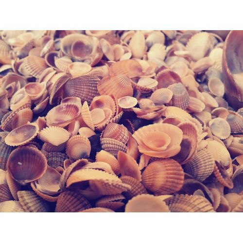 Sea Shells Poster Sea Shells Poster