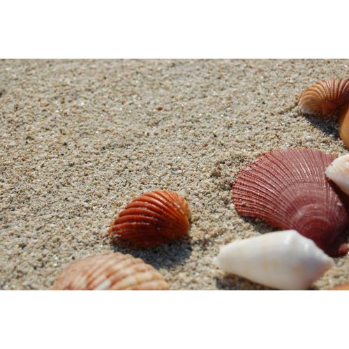Sea Shells Poster Sea Shells Poster