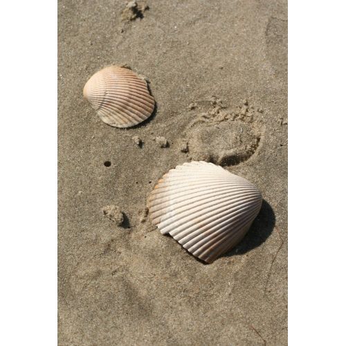 Sea Shells Poster Sea Shells Poster