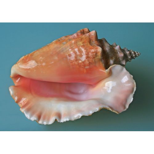 Sea Shell Poster Sea Shell Poster