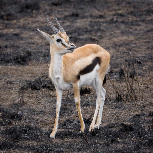 Thomsons Gazelle Poster Thomsons Gazelle Poster features a stunning image of the agile and graceful Thomsons Gazelle in its