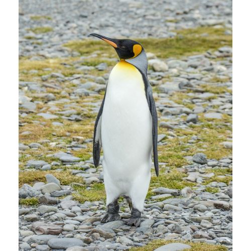 Kral Penguen Posteri