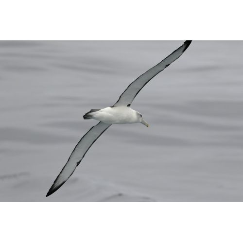 Ak Tepeli Albatros Posteri Ak Tepeli Albatros Posteri