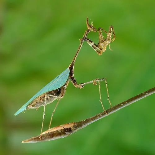 Cryptic Mantis Poster The Cryptic Mantis Poster features a detailed illustration of the cryptic mantis, showcasing its impressive
