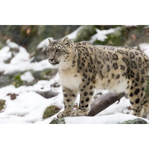 Snow Leopard Poster