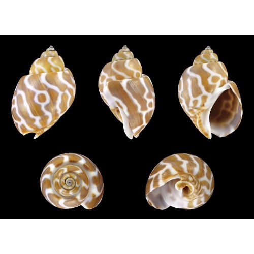 Sea Shell Babylonia Spirata Poster
