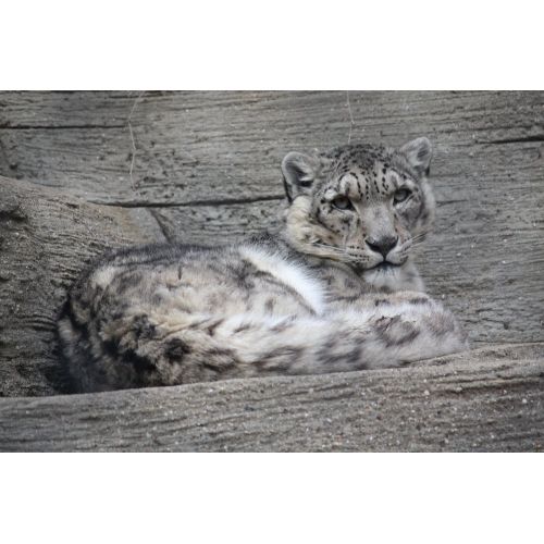 Snow Leopard Poster