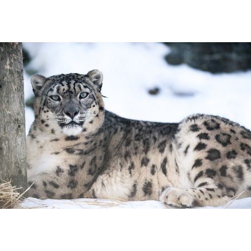 Snow Leopard Poster