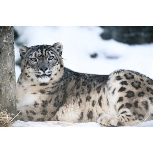 Kar Leoparı Posteri Kar Leoparı Posteri, kar leoparının cazip bir görüntüsünü yansıtan, yüksek kaliteli bir kanvas