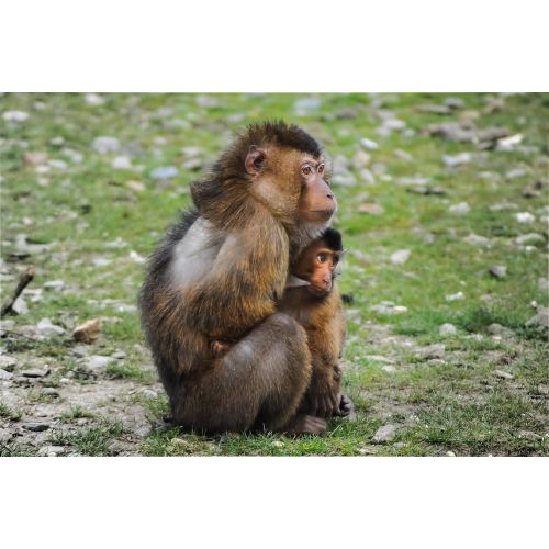 Southern Pig-Tailed Macaque Poster