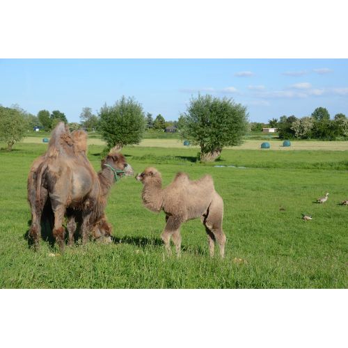 Young Camel Poster Young Camel Poster