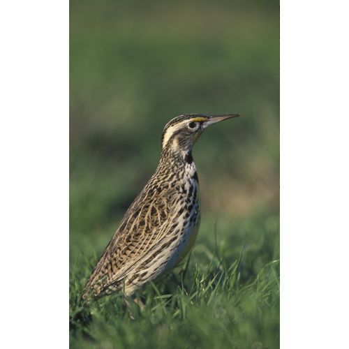 Western Meadowlark Poster Western Meadowlark Poster