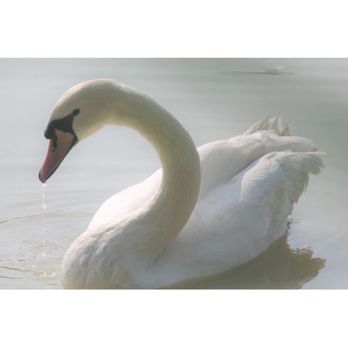 Swan Poster