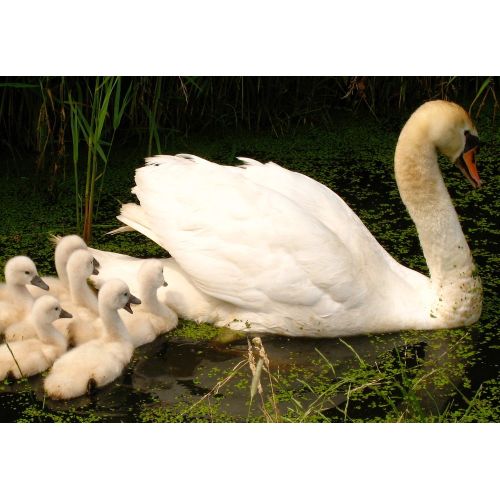 Swan Poster