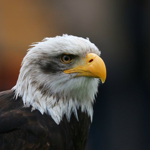 Bald Eagle Poster
