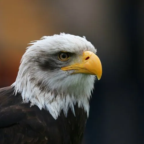 Kel Kartal Posteri Kel Kartal Posteri, ince detaylarıyla hayvanın güzellik ve zarafetini vurgulayan bir kanvas baskıdır.