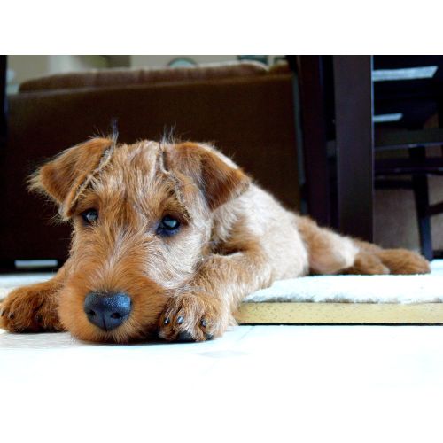 Tatlı Köpek Yavrusu Posteri Tatlı Köpek Yavrusu Posteri