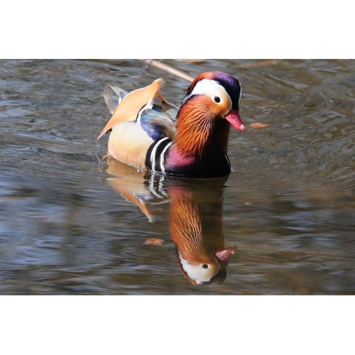 Mandarin Ördeği Posteri Mandarin Ördeği Posteri