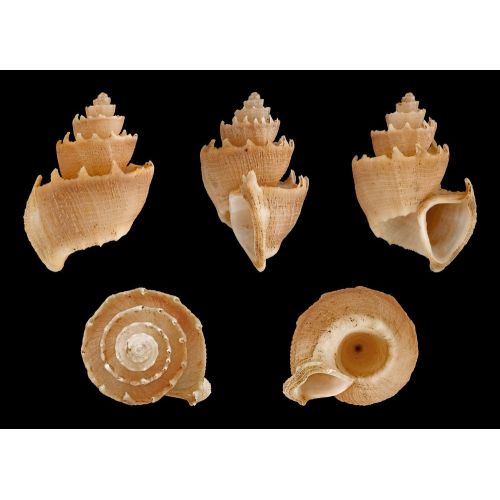 Sea Shell Trigonostoma Poster