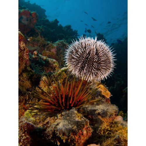 Sea Urchin Tripneustes Ventricosus Poster Sea Urchin Tripneustes Ventricosus Poster