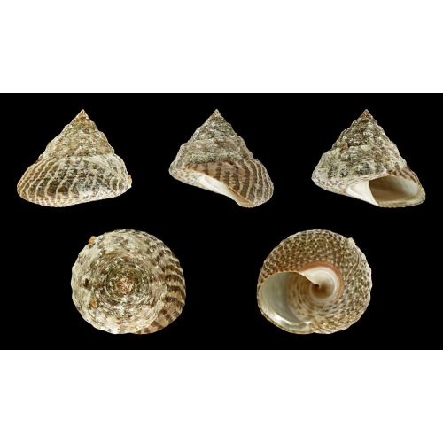Sea Shells Trochus Erythreus Poster